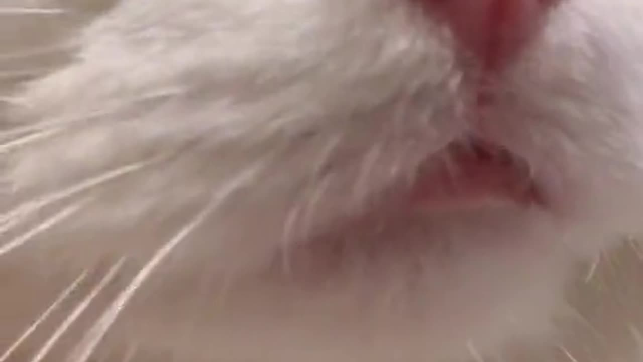 Meeoowww - Cute Cat