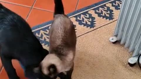 Baby labrador playing with her best friend