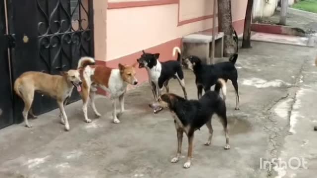 Street Dog's Fighting 🐶