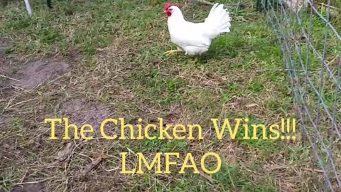 The Chicken Wins!