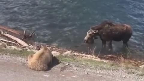 The grizzly bear is unreasonable