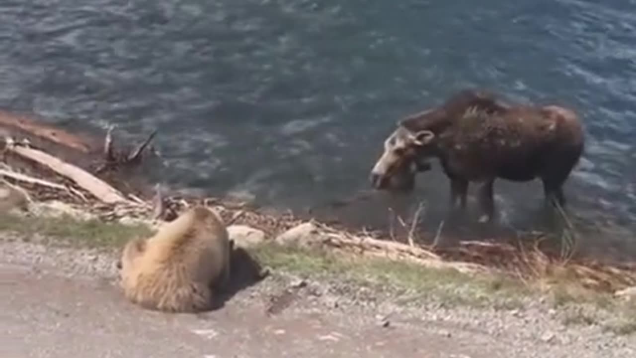 The grizzly bear is unreasonable