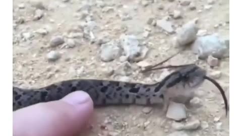 SNEAK IS HAPPY MUST WATCH ...,,