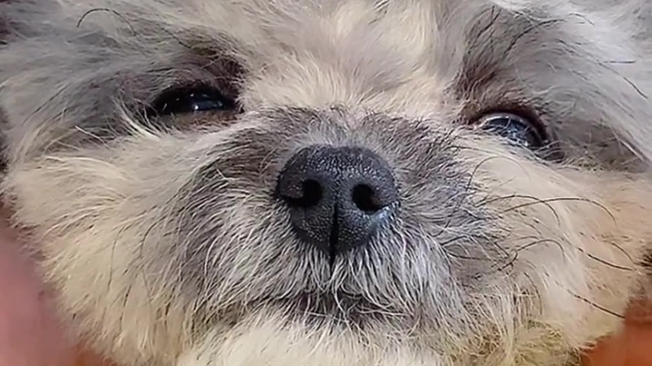 Say again. you can fromA pile of puppy dog
