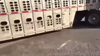 Protester Tries To Stop A Truck And Almost Gets Run Over Playing Dangerous Games