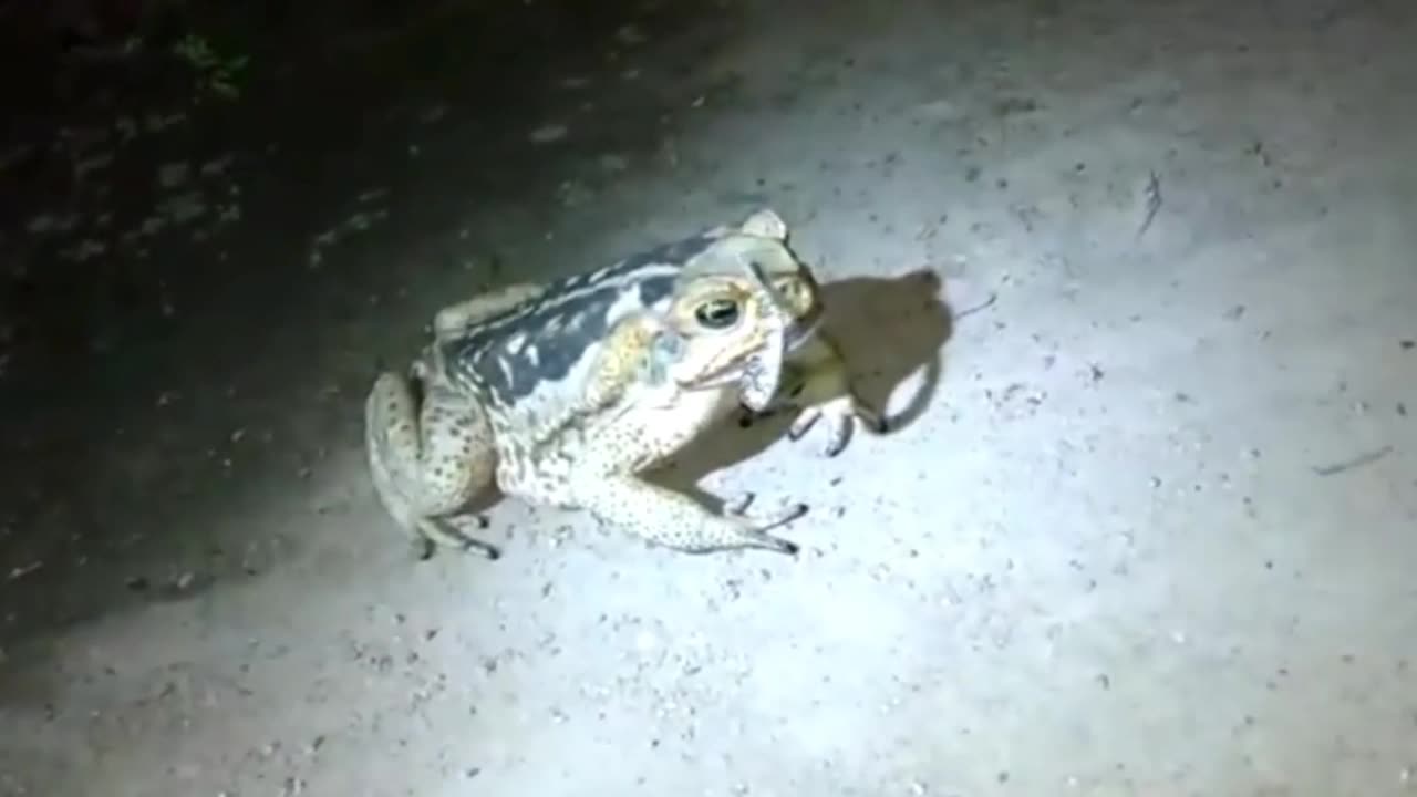 frog attacks snake pit viper