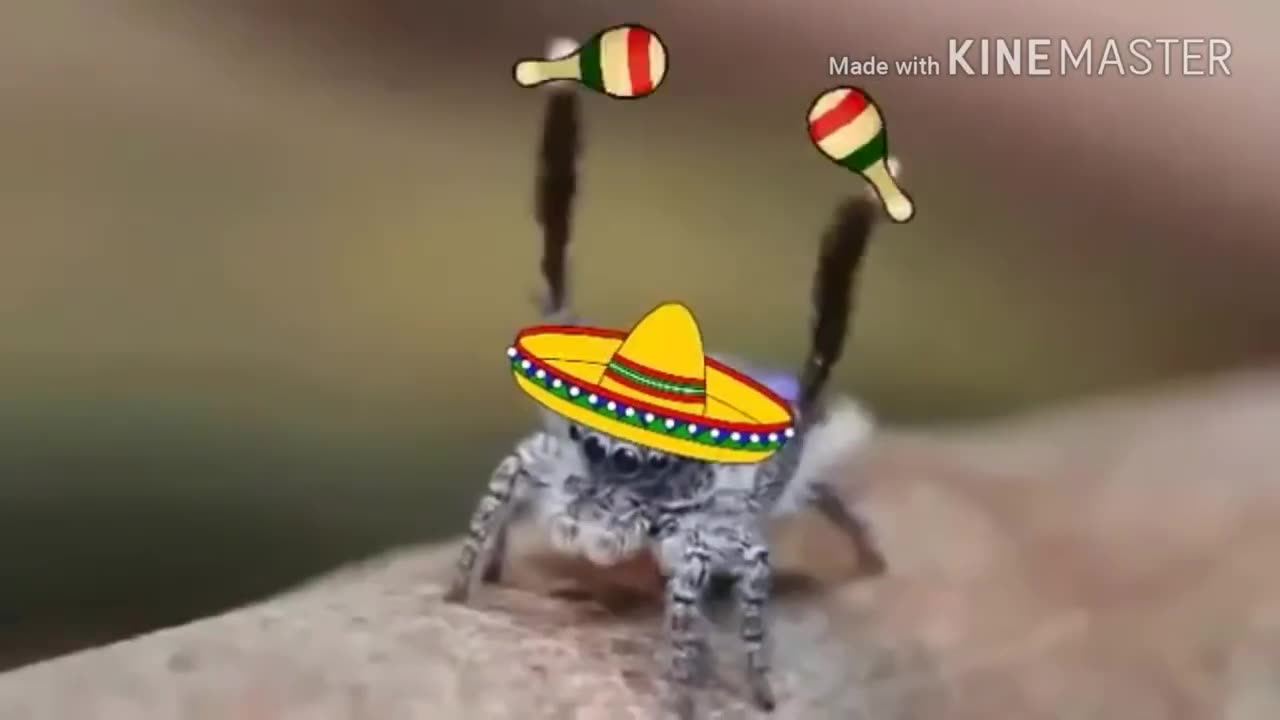 The Mexican dancing spider