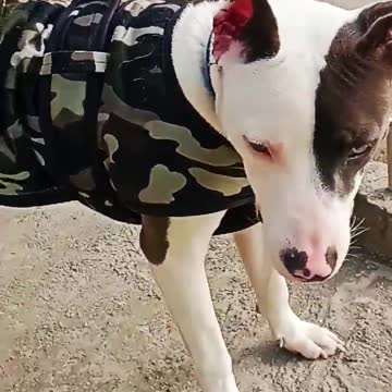 pitbull lover #shorts #shortvideo #status #bullydogs #viral #animals #atitude #pitbull #dogs #school