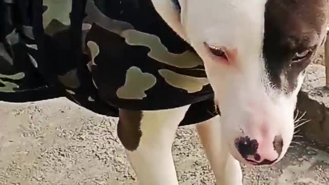 pitbull lover #shorts #shortvideo #status #bullydogs #viral #animals #atitude #pitbull #dogs #school