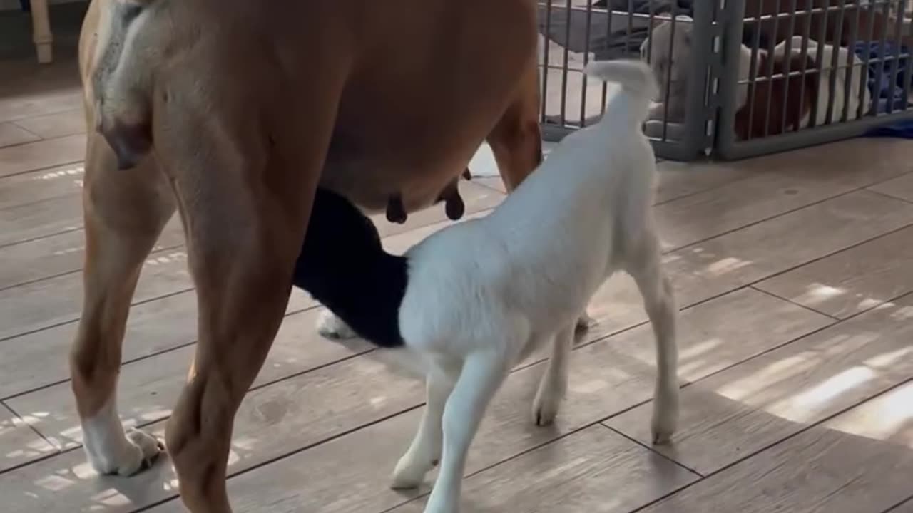 Sweet Boxer Dog Nurses Orphaned Lamb