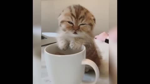 Cats' daily life: funny moments