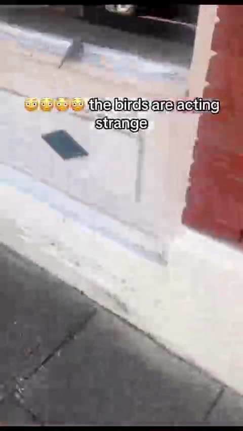 5G is Killing Birds