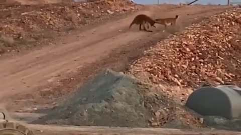 Impressionante dingo ataca canguru