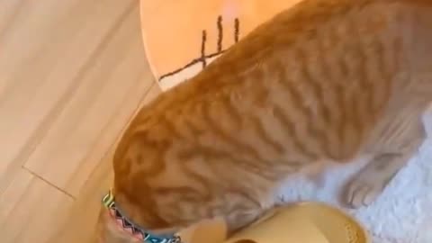 Funny dogs and cats video