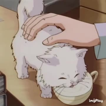Cute Cat Gif
