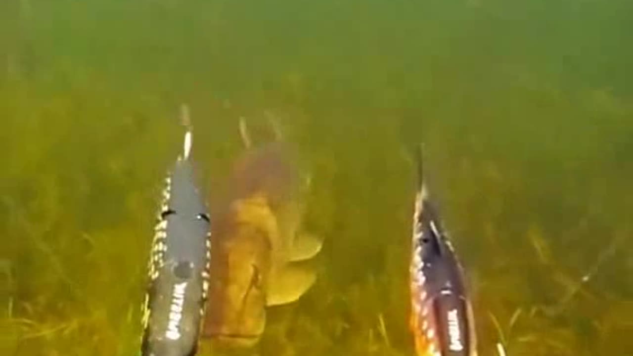 Fish Tales: Short, Sweet, and Totally Viral! (fishing shorts)