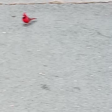 Cardinals kissena park.