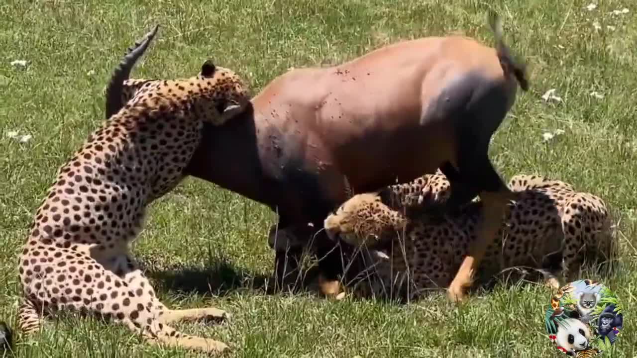 13 scarly moment's wild animals attack they prey