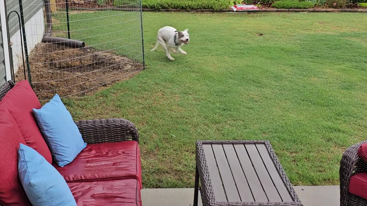 Vinny Zooms