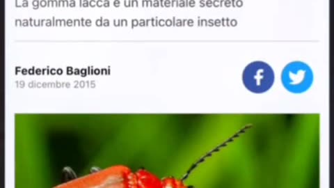 Sapevate cos'è la gommalacca? Noooo? Guardate questo video ..
