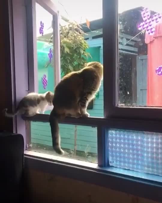 Knocked out of the window