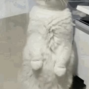 Cute Cat Gif