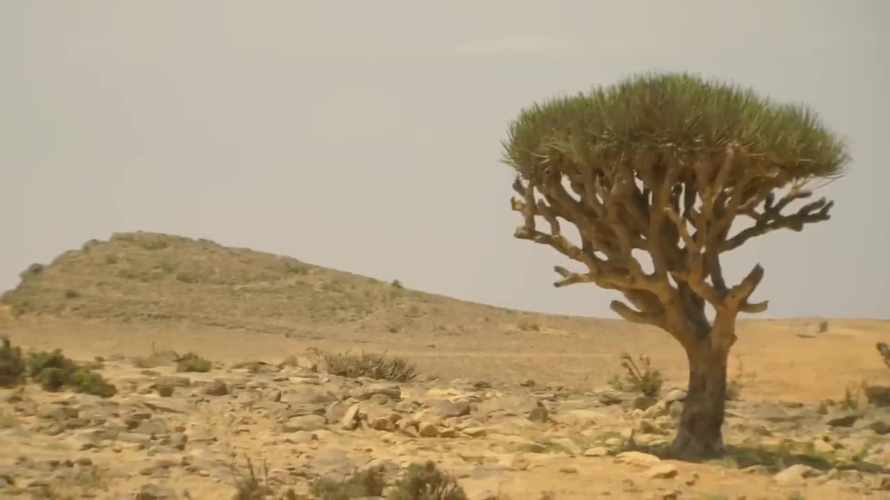 Wildest Middle East | Episode 5: Arabia - Land of Illusions | Free Documentary Nature