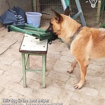 Dogs are truly the best helpers you can ask for.hd