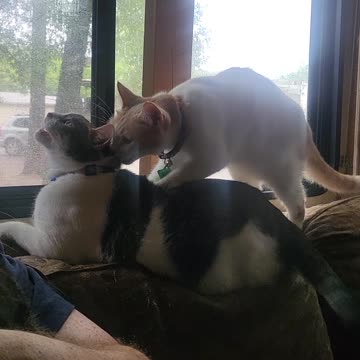 Ollie trying to mount Tussy