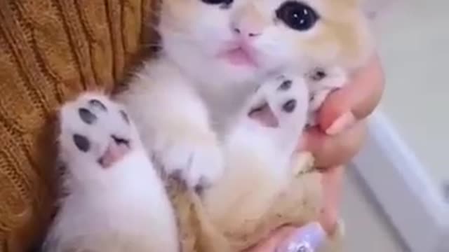 Cute & Funny Cat Videos Compilation | Cat Videos