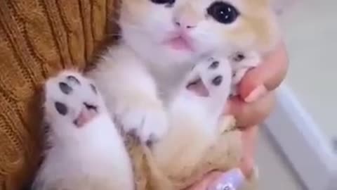 Cute & Funny Cat Videos Compilation | Cat Videos