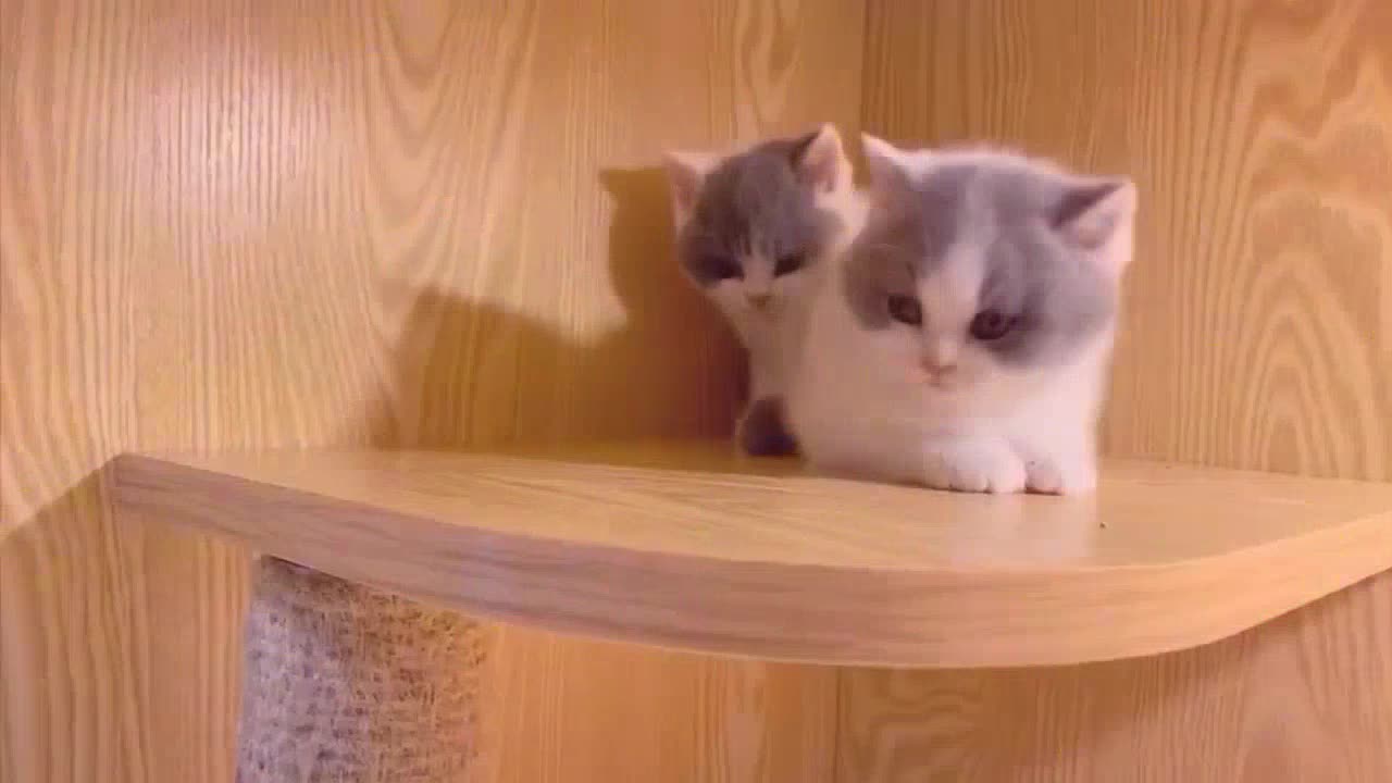 2022😂funniest dogs and cats