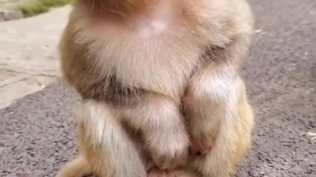 Adorable Baby Monkey Sitting 🐒