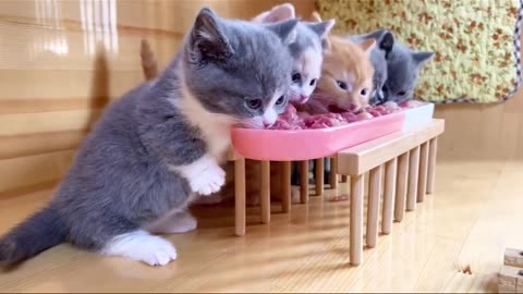 Funny & Cute Cats Videos #353