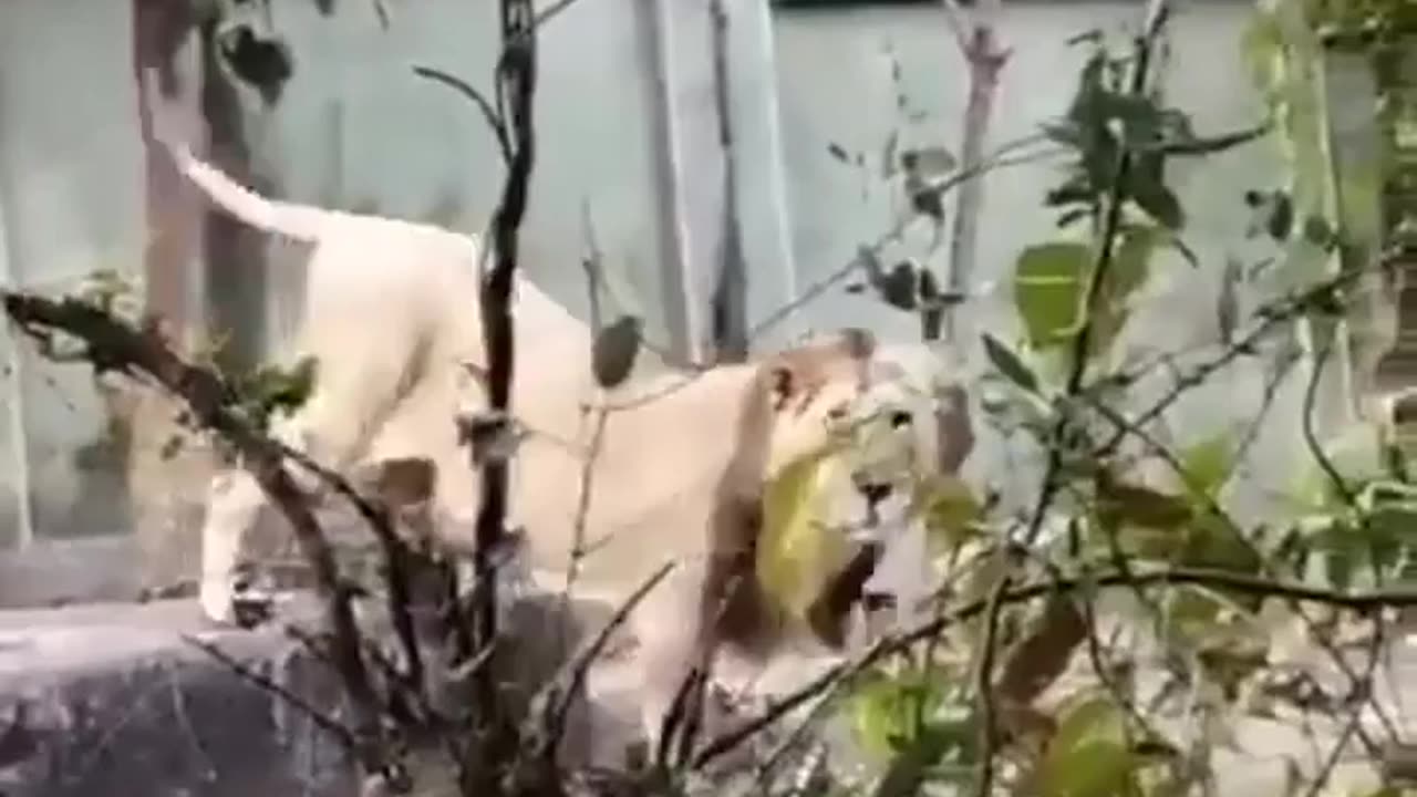 Wildlife is in closer view with a natural perspective.