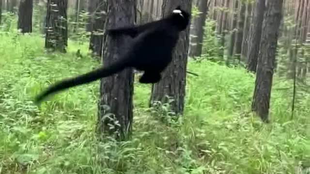 A black panther playing in the woods πββ¬πββ¬πββ¬with a football