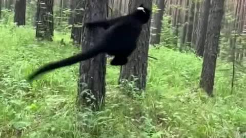 A black panther playing in the woods 🐈‍⬛🐈‍⬛🐈‍⬛with a football