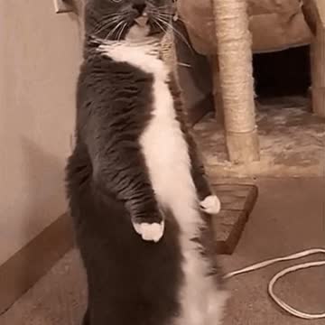 Cute Cat Gif