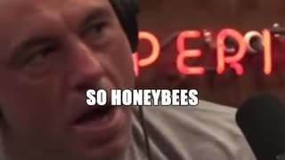 Joe Rogan on Native USA Bees