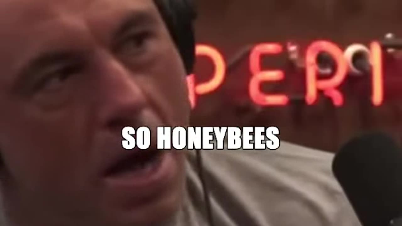 Joe Rogan on Native USA Bees