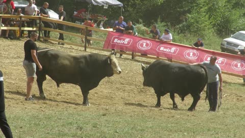 Sokol od Štrbca vs Sokol od Tabaka