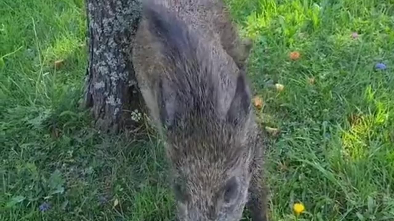 The man adopted the baby wild boar and...