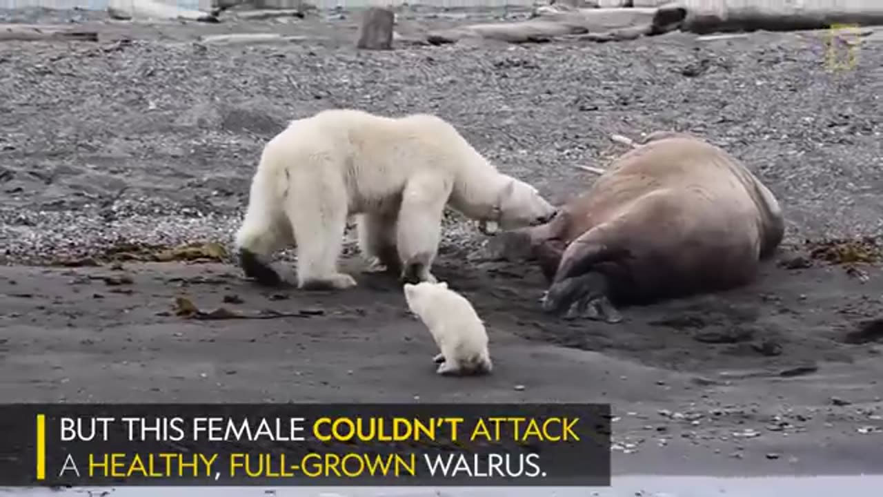 Mother Polar Bear, Desperate for Food, Tests Walrus | National Geographic
