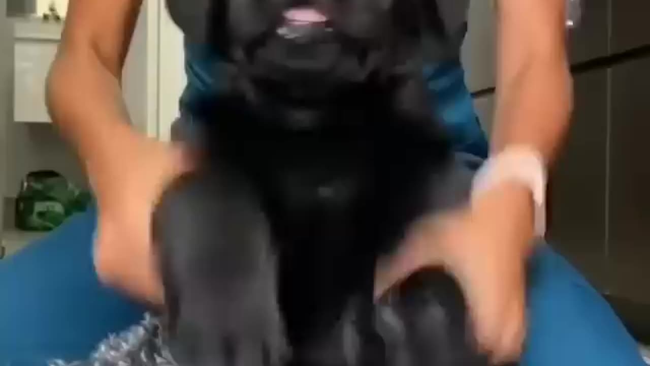 Labrador retriever puppy playing