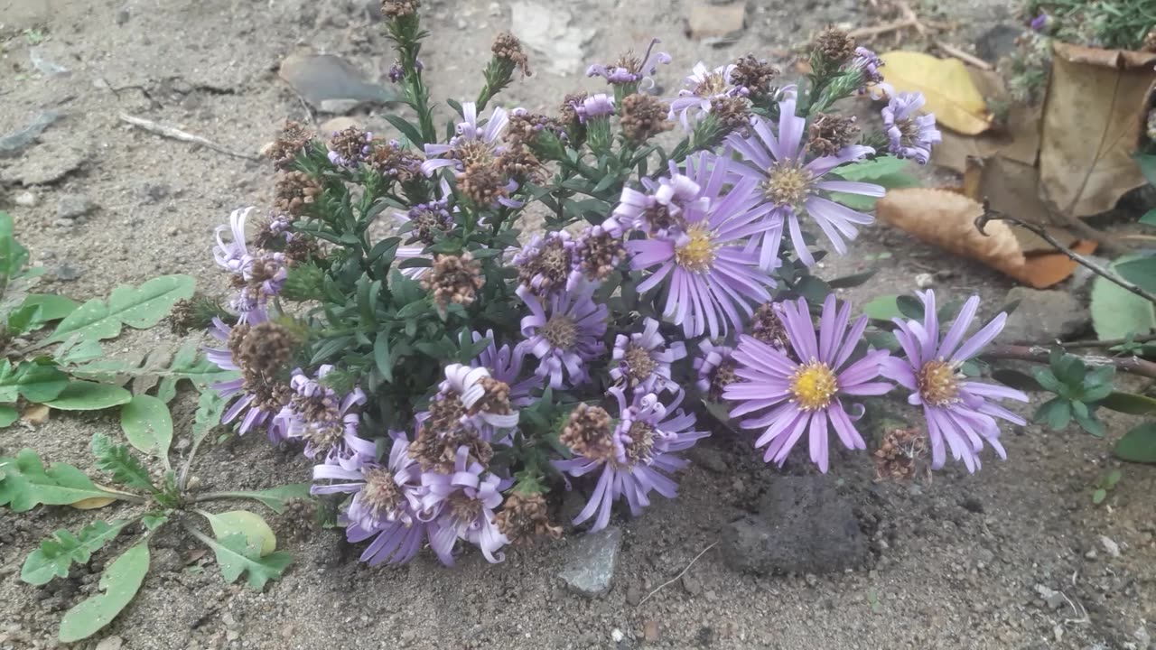 Cute purple chrysanthemum