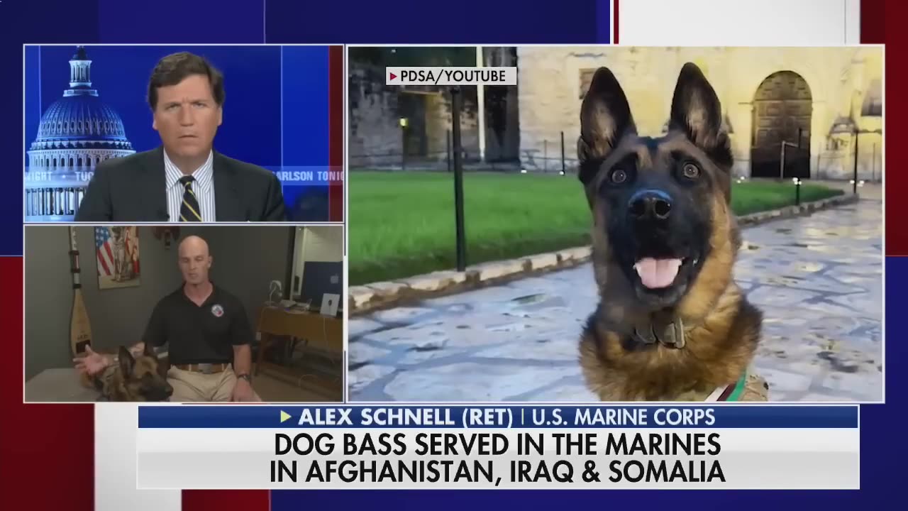 Retired Marine dog honored for combat heroism