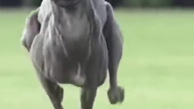 World fastest dog ever!!!!