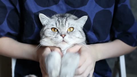 Funny cat videos 😂😂😂