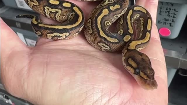 Black Head Babies!!