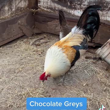 Chocolate Grey gamefowl 🍫